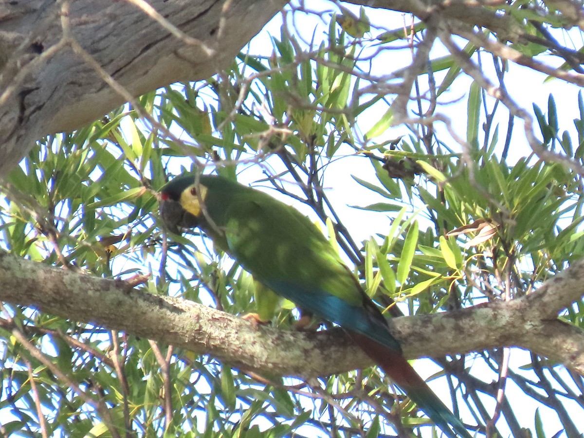 Blue-winged Macaw - ML622968901