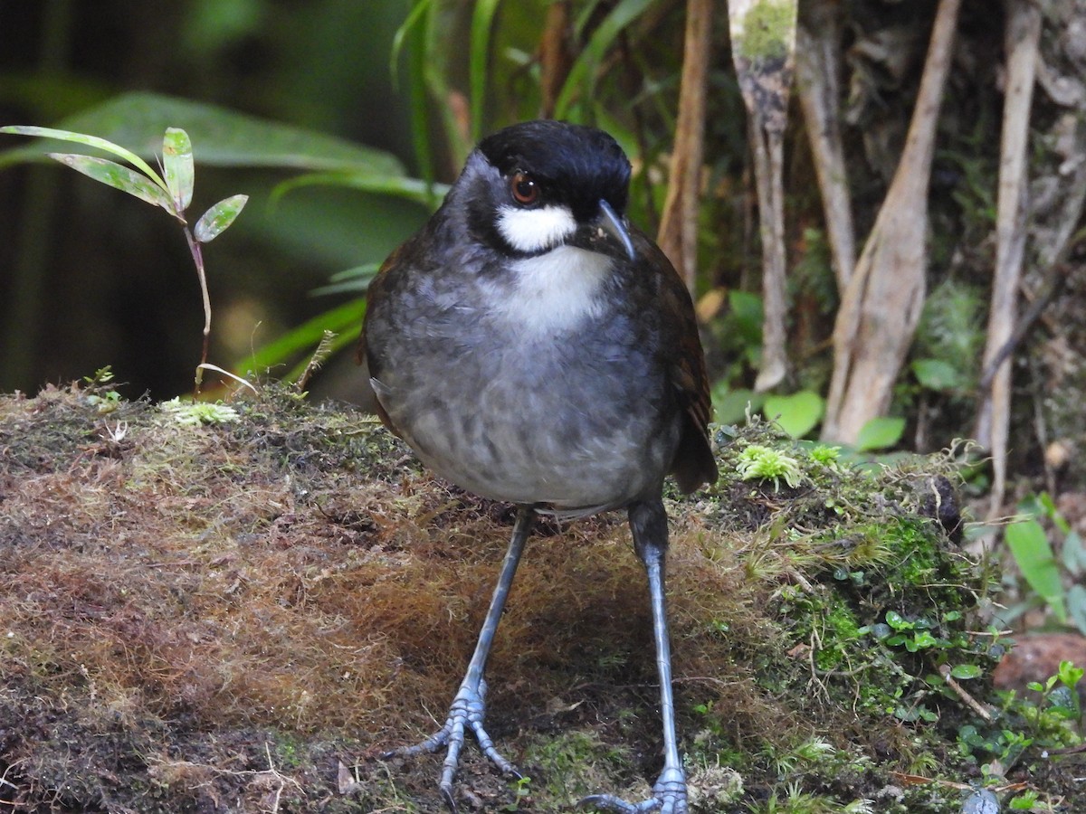 Jocotoco Antpitta - ML622968946