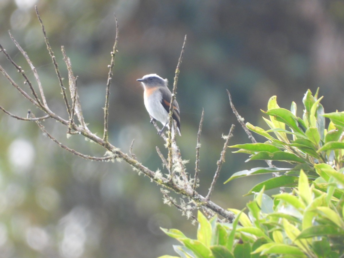 Rufous-breasted Chat-Tyrant - ML622969006