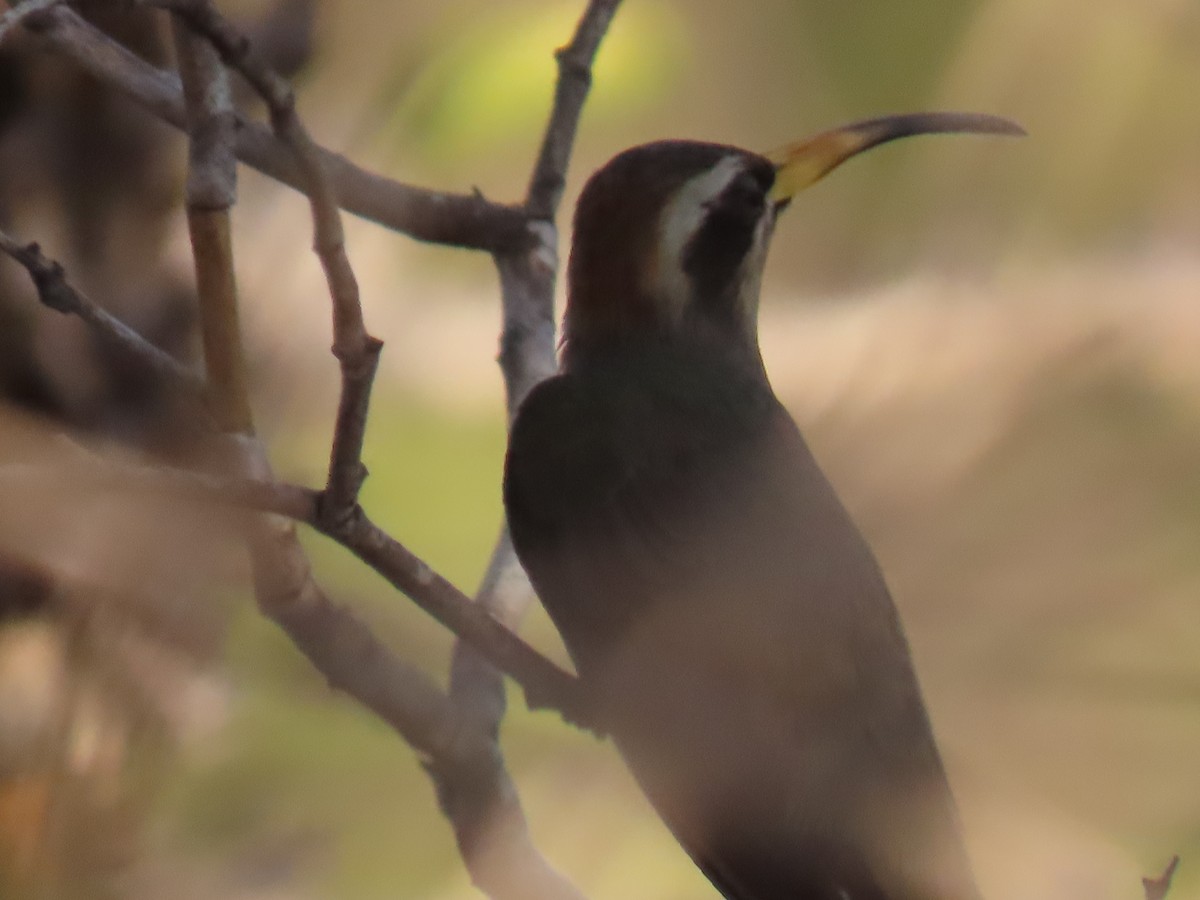 Broad-tipped Hermit - ML622969012