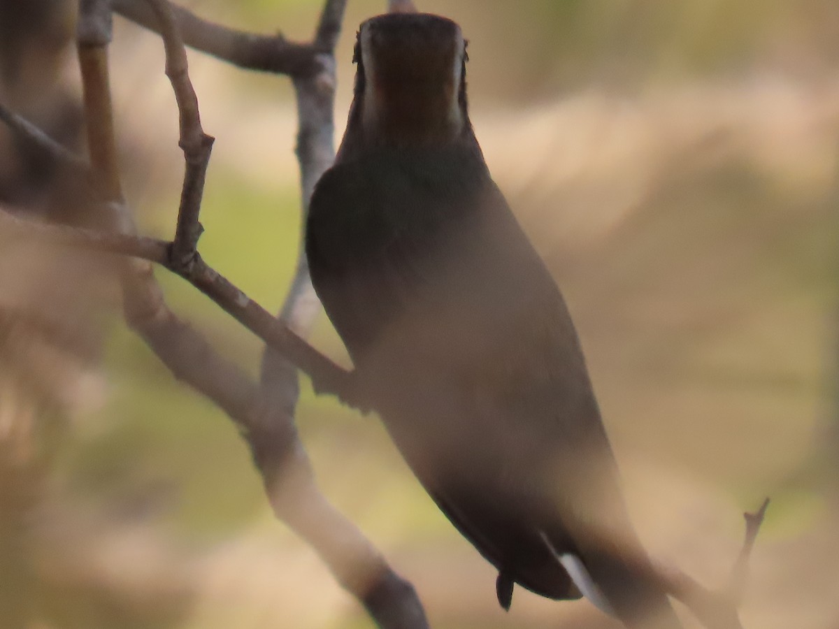 Broad-tipped Hermit - ML622969027