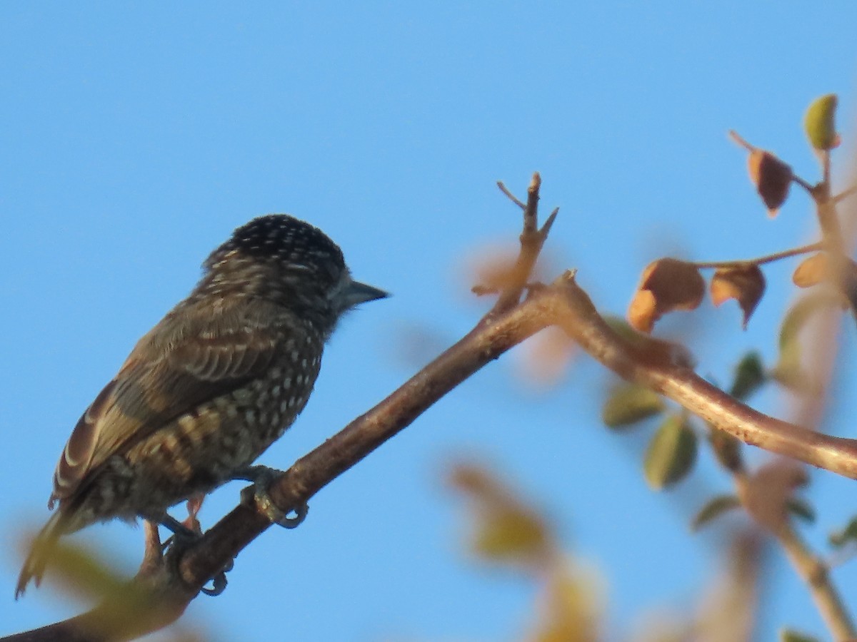 Spotted Piculet - ML622969055