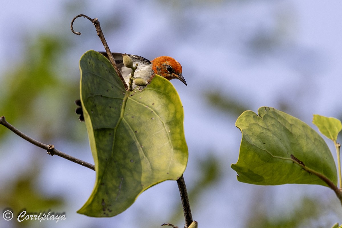 Scarlet-headed Flowerpecker - ML622969074