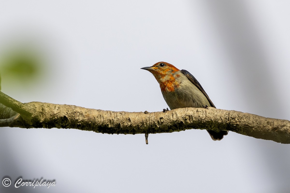 Scarlet-headed Flowerpecker - ML622969075