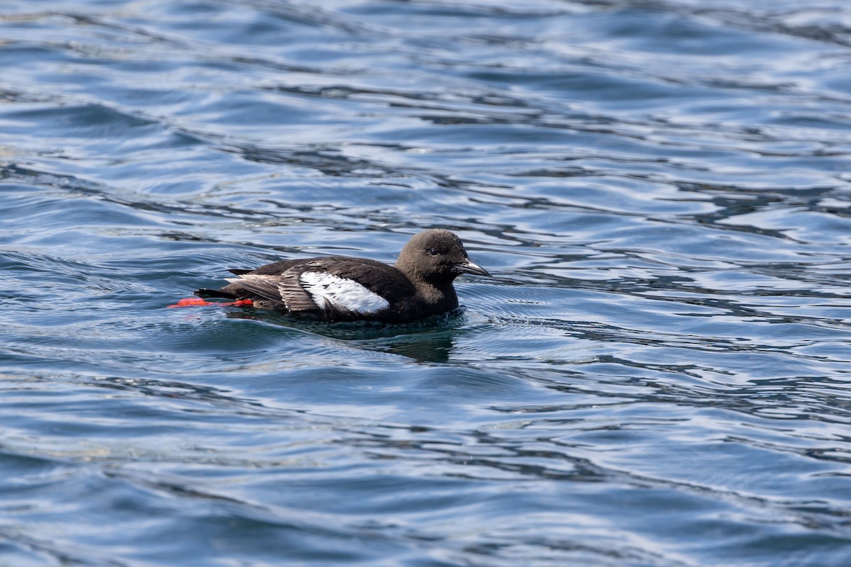 Black Guillemot - ML622969081