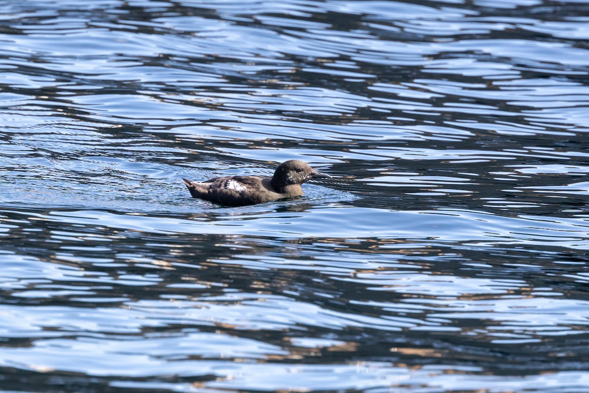 Black Guillemot - ML622969083