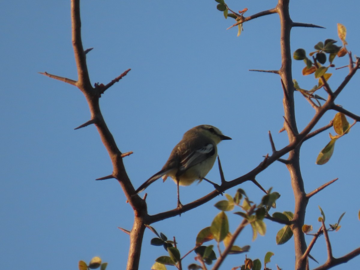 Greater Wagtail-Tyrant (Caatinga) - ML622969089