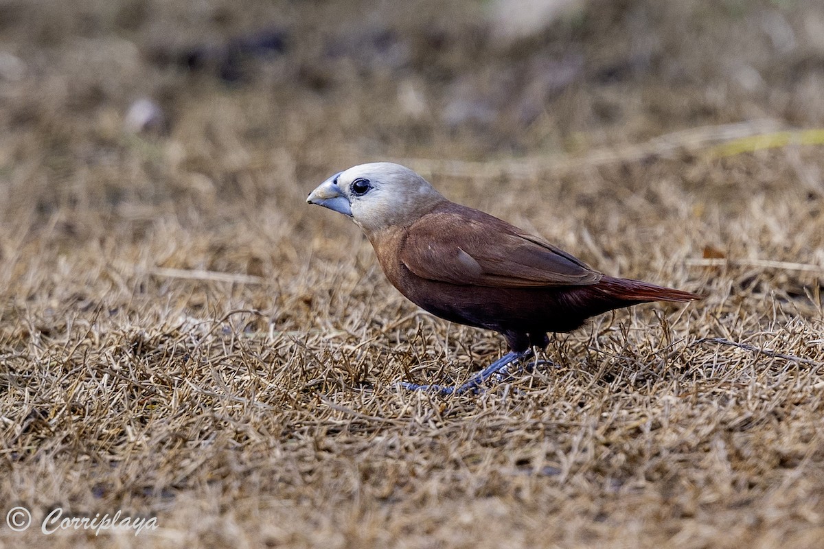 White-headed Munia - Fernando del Valle