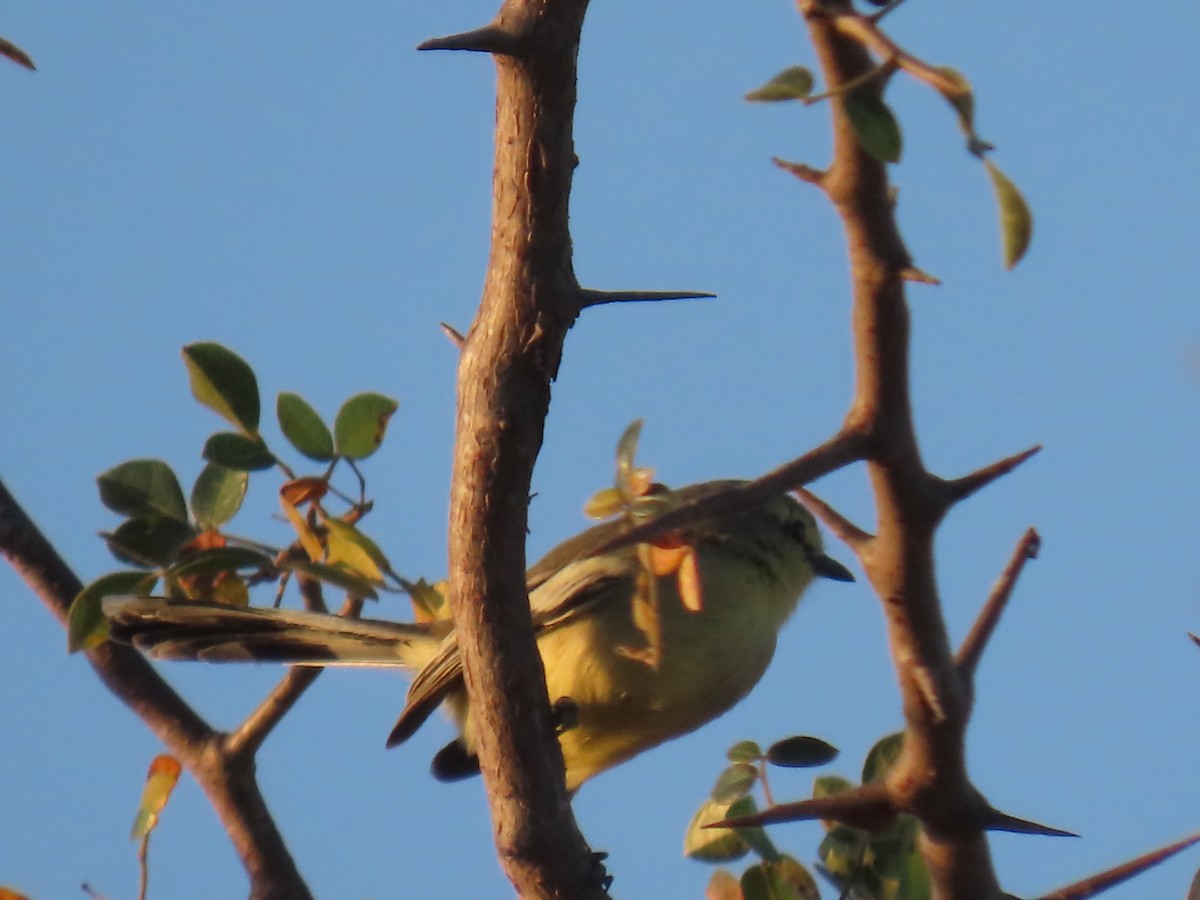 Greater Wagtail-Tyrant (Caatinga) - ML622969110