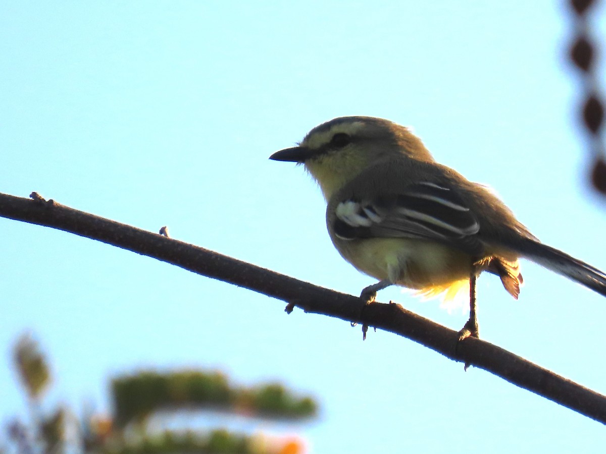 Greater Wagtail-Tyrant (Caatinga) - ML622969111