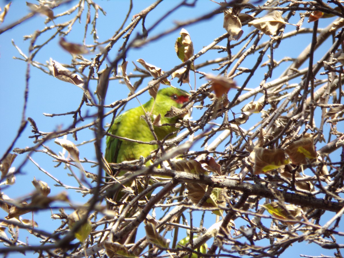 Slender-billed Parakeet - ML622969122