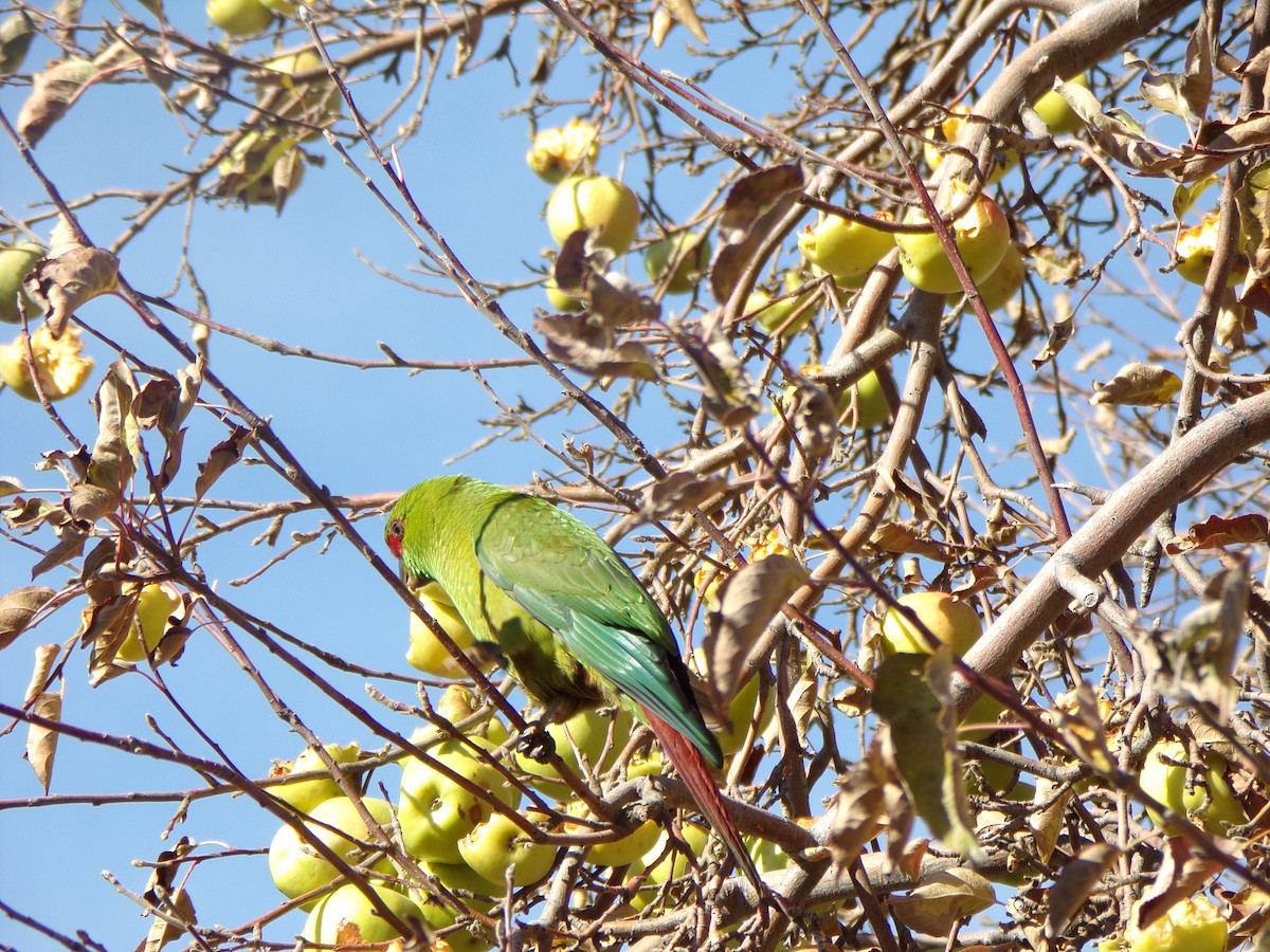 Slender-billed Parakeet - ML622969123