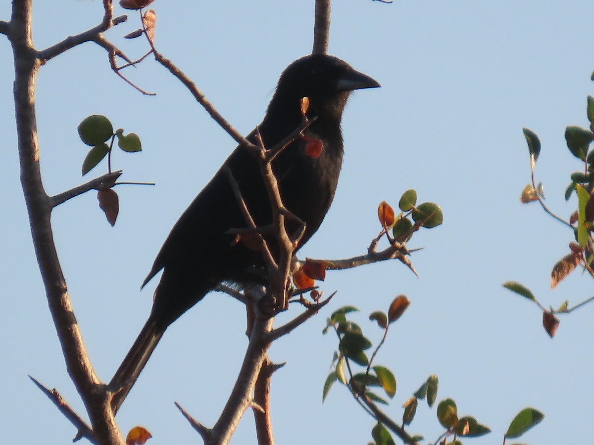 White-lined Tanager - ML622969125