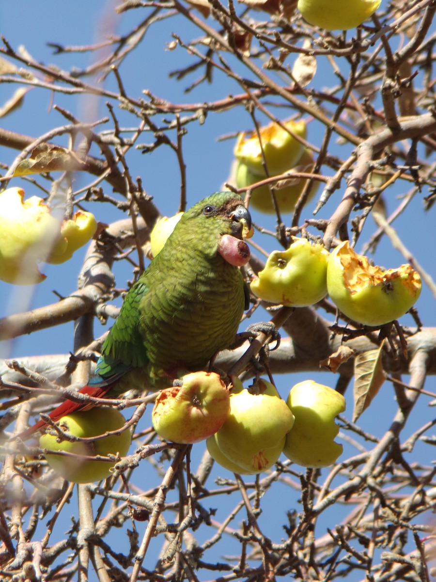 Austral Parakeet - ML622969187