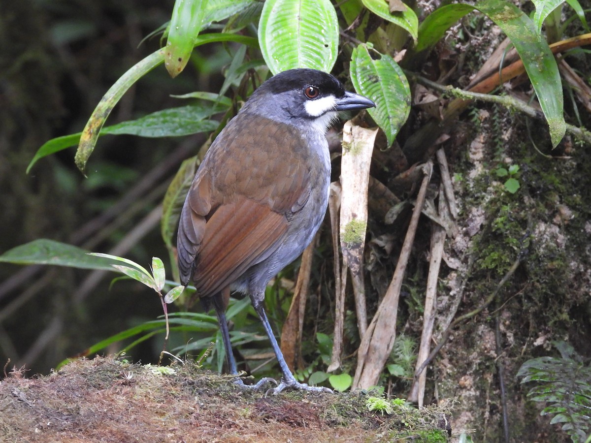 Jocotoco Antpitta - ML622969234