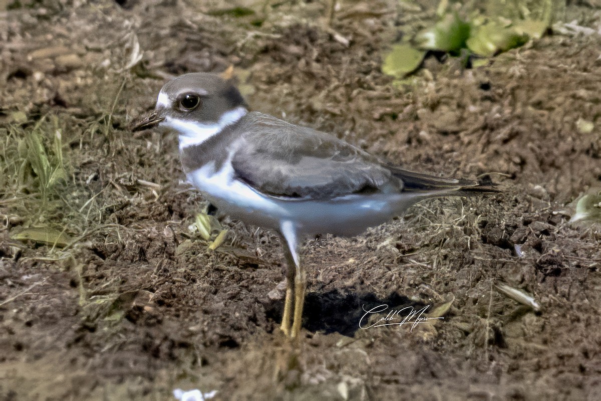 Semipalmated Plover - ML622969285