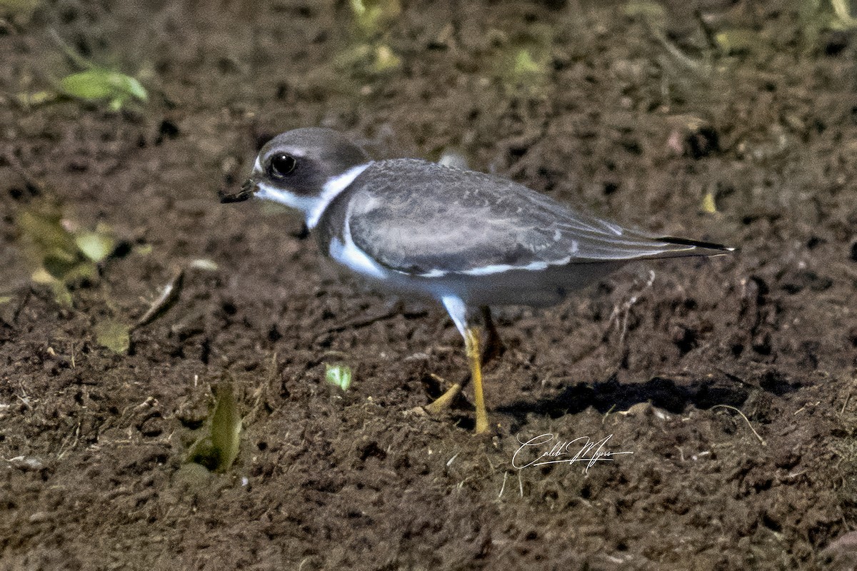 Semipalmated Plover - ML622969286