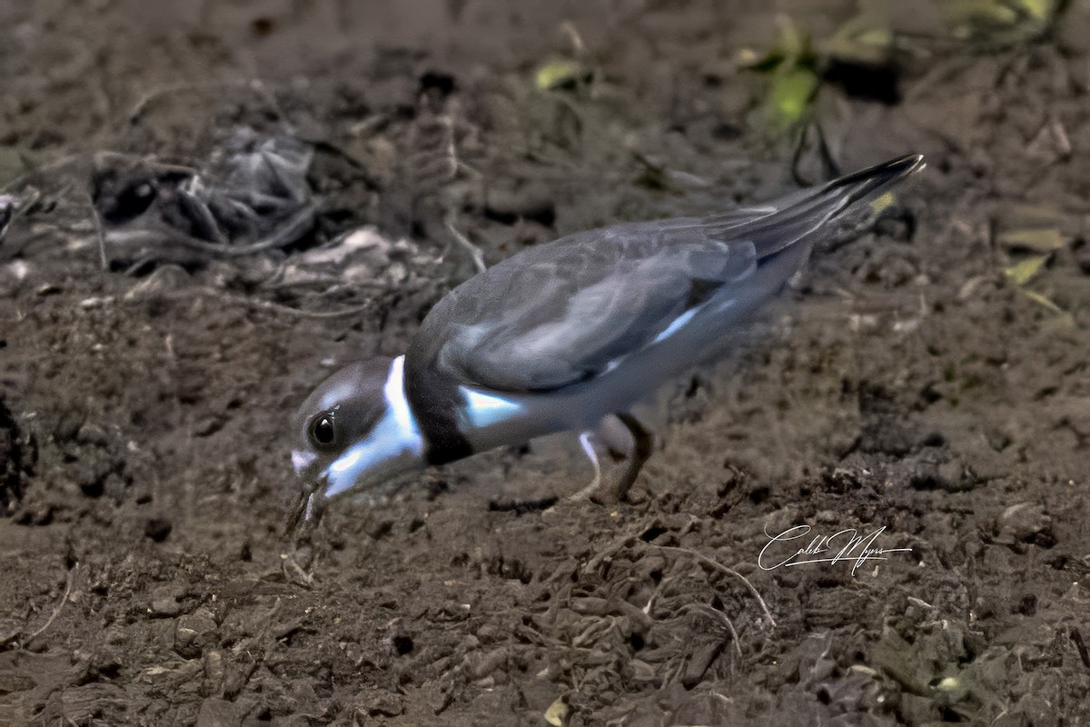 Semipalmated Plover - ML622969287