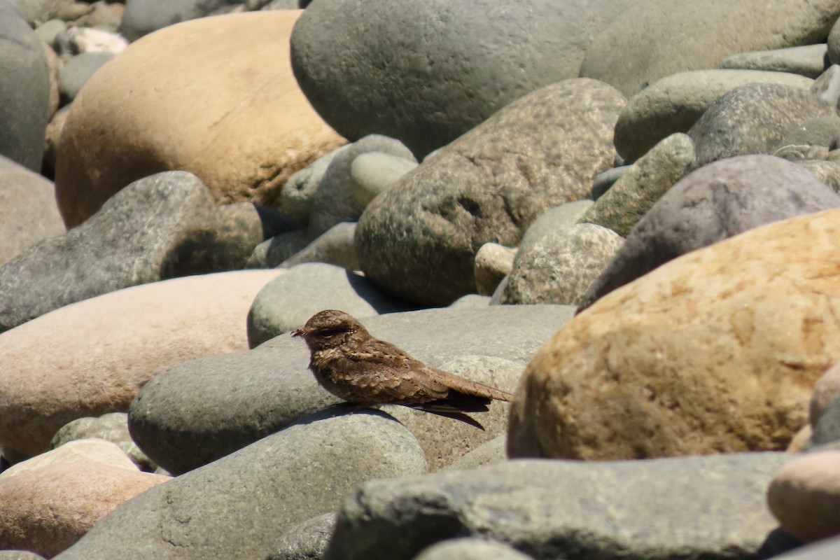 Ladder-tailed Nightjar - ML622969423