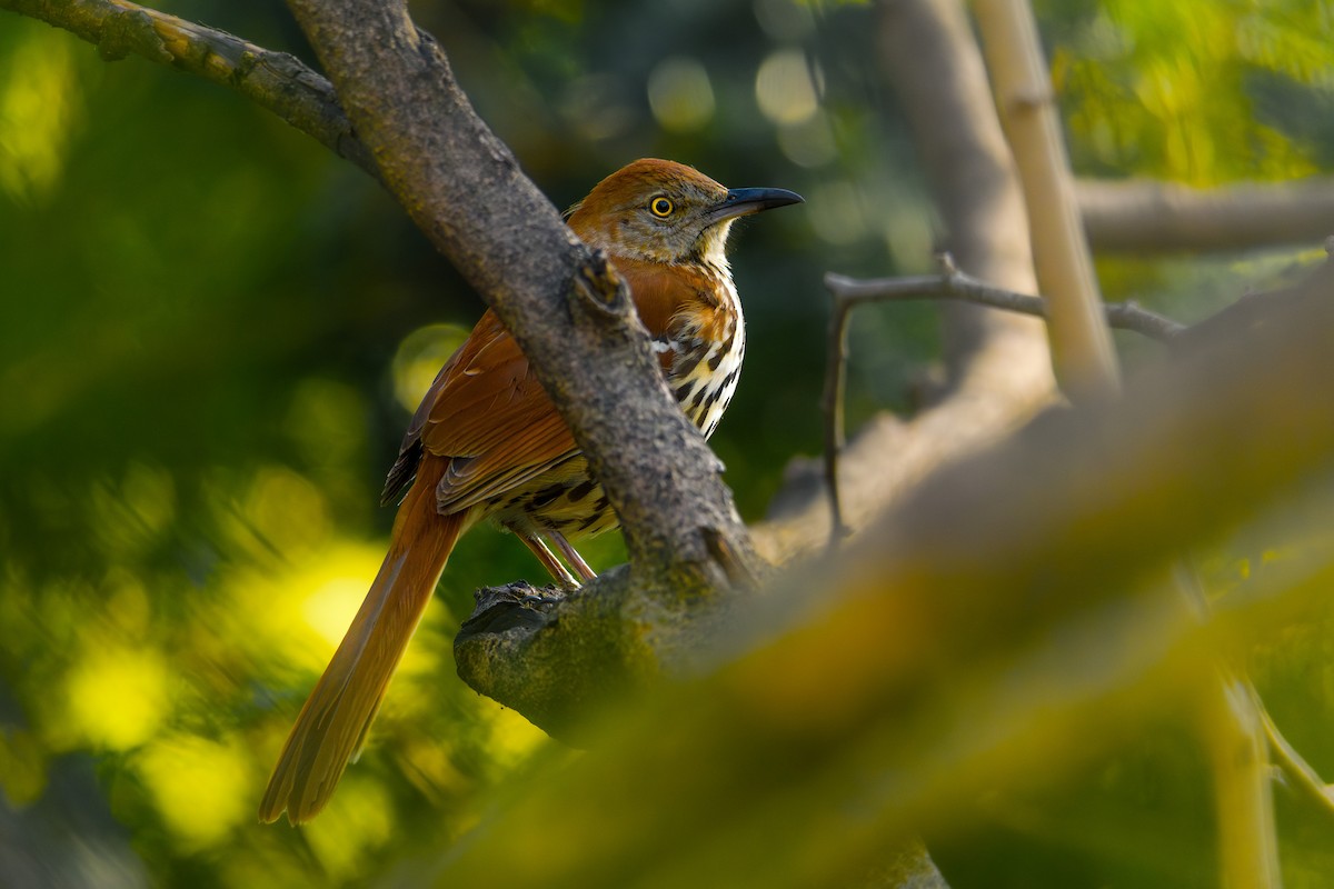 Brown Thrasher - ML622969480