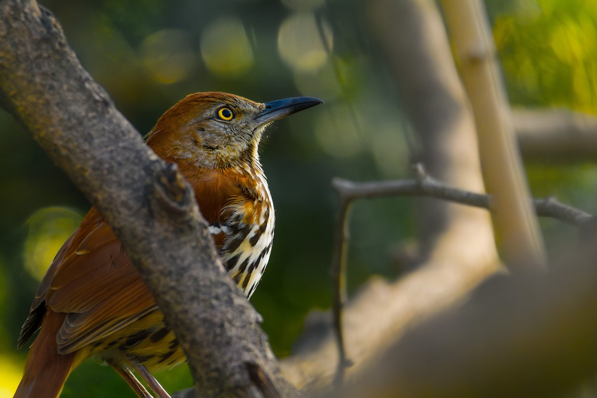 Brown Thrasher - ML622969483