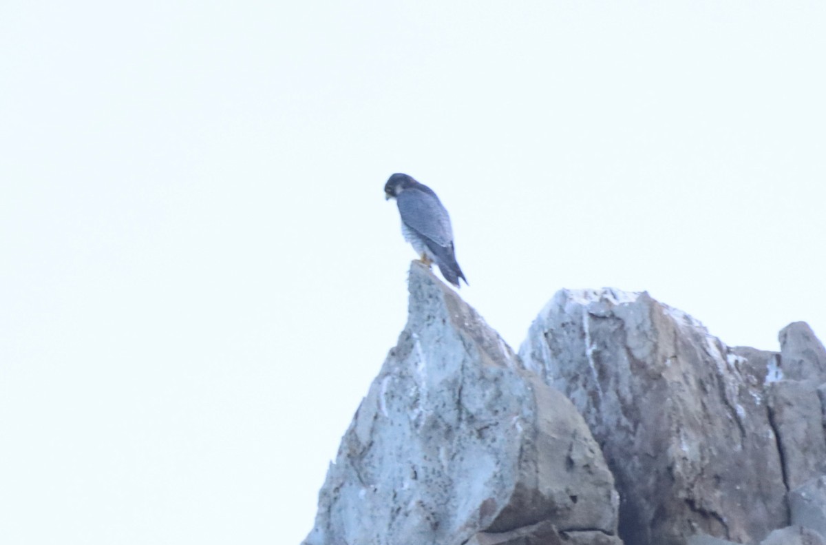 Peregrine Falcon (Barbary) - ML622969519