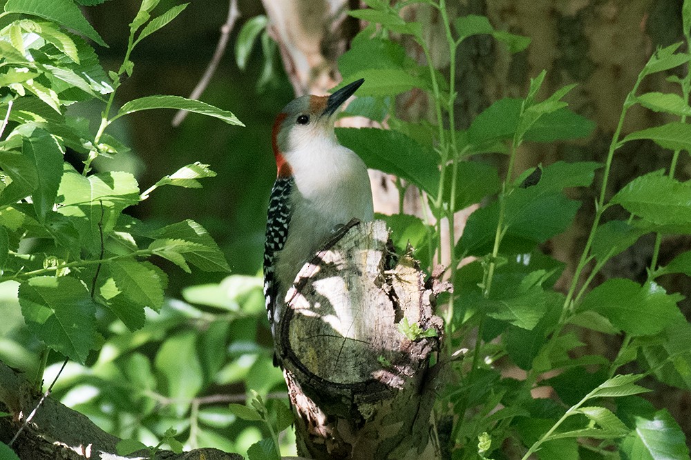 Red-bellied Woodpecker - ML622969585