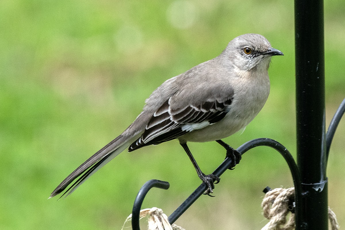 Northern Mockingbird - ML622969660