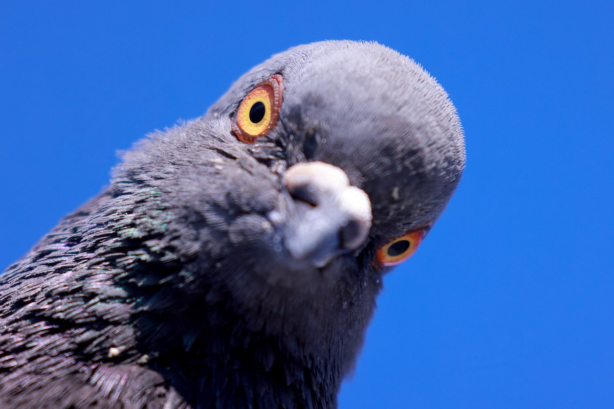 Rock Pigeon (Feral Pigeon) - Joey McCracken