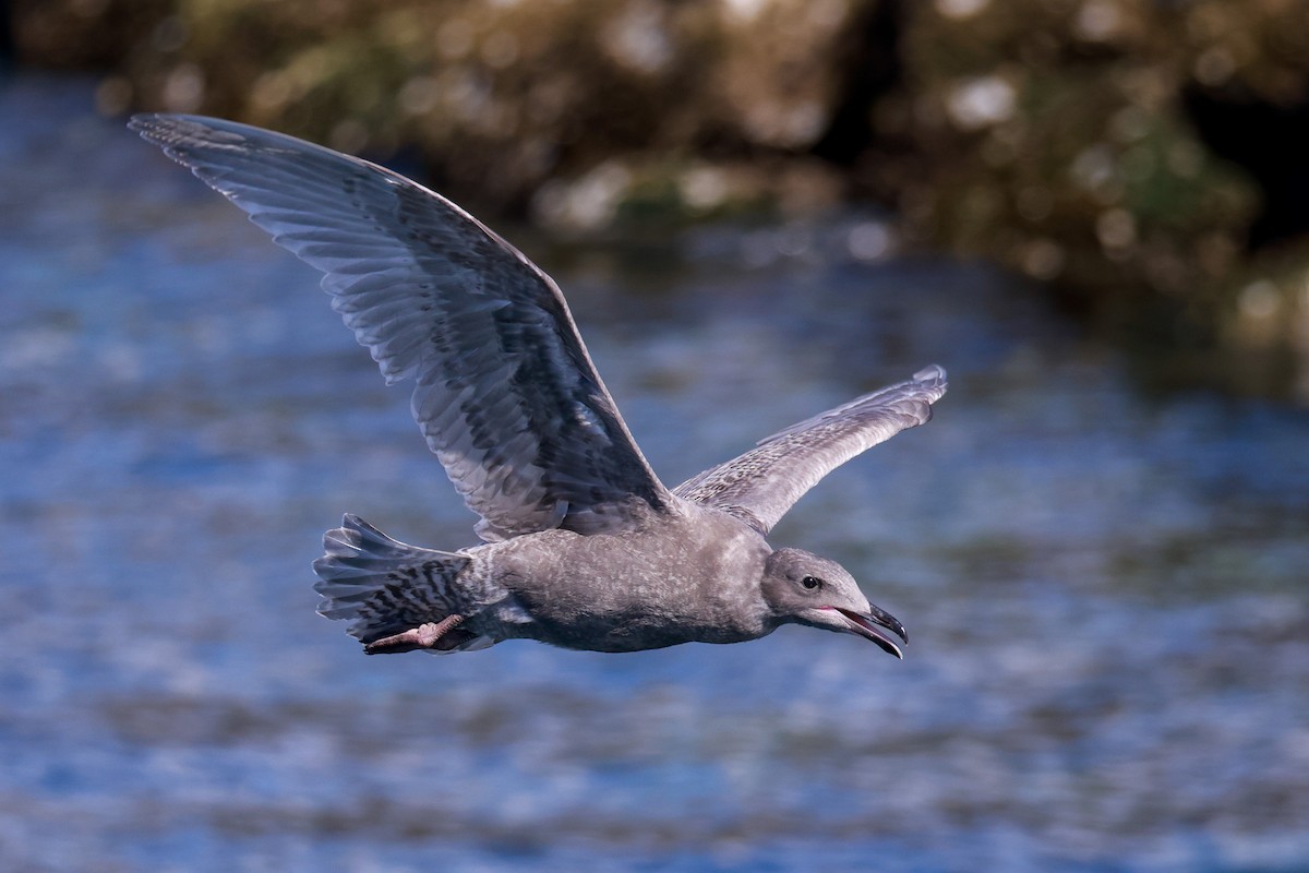 Western x Glaucous-winged Gull (hybrid) - ML622969726