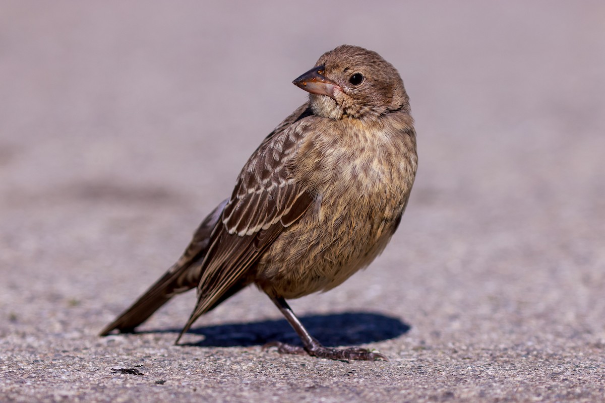 Brown-headed Cowbird - ML622969751