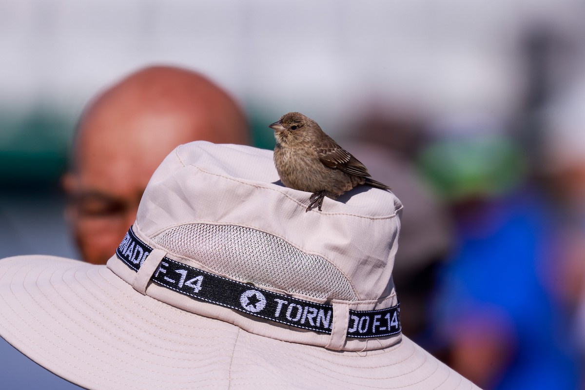 Brown-headed Cowbird - ML622969752