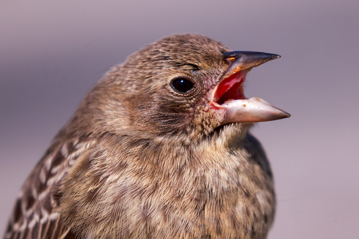 Brown-headed Cowbird - ML622969754