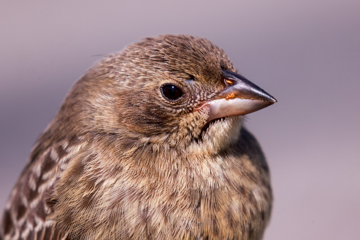 Brown-headed Cowbird - ML622969755