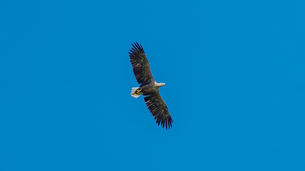 White-tailed Eagle - ML622969766