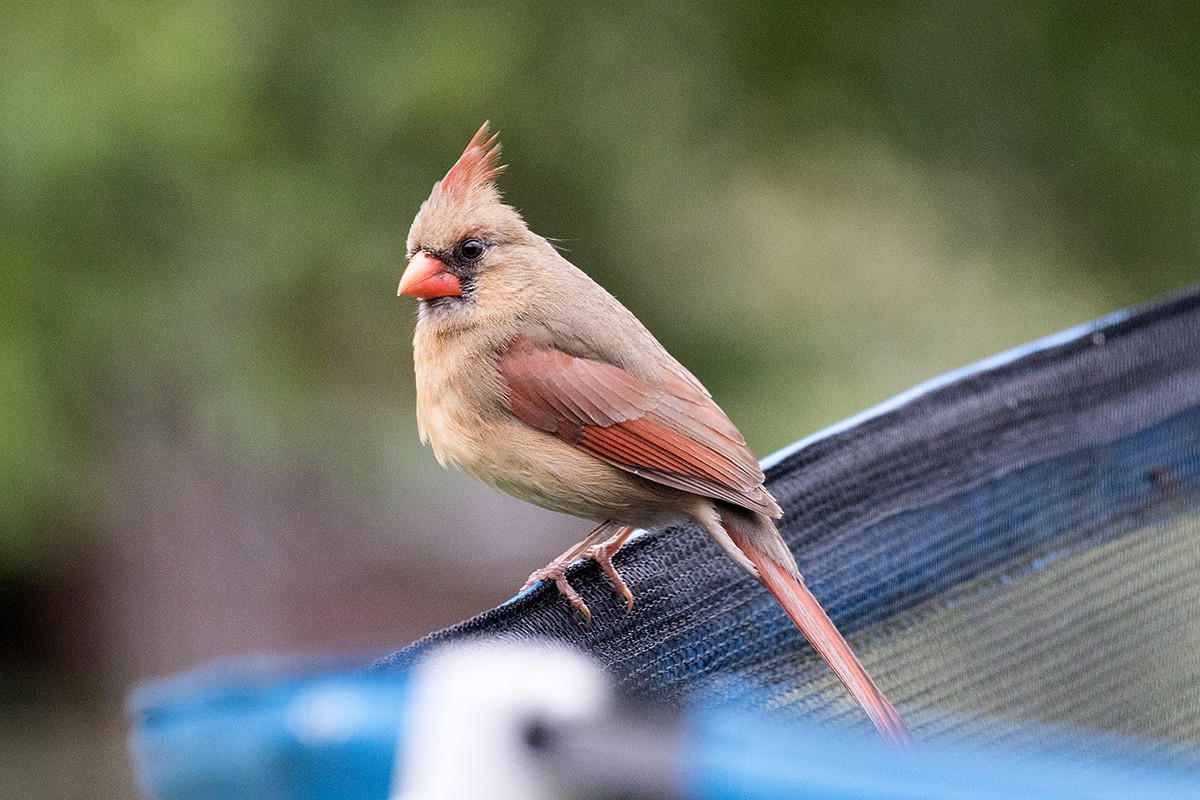 Northern Cardinal - ML622969768