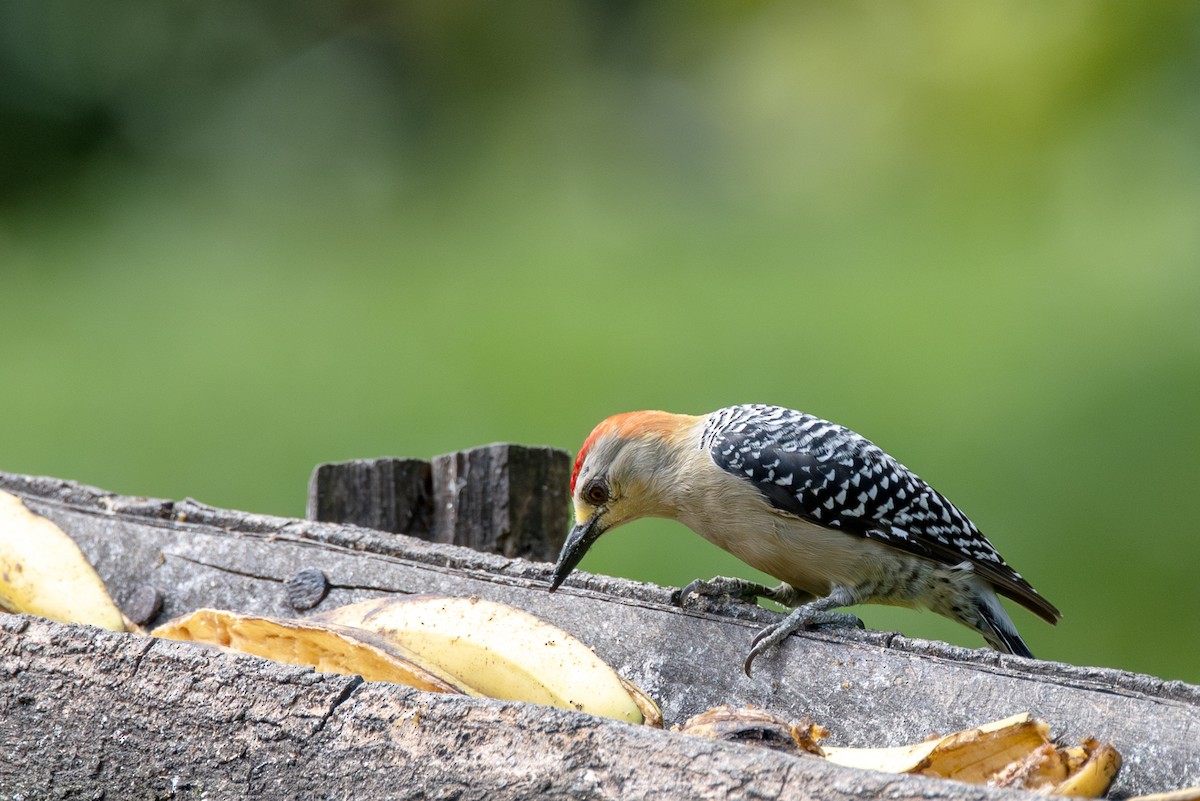 Red-crowned Woodpecker - ML622969817