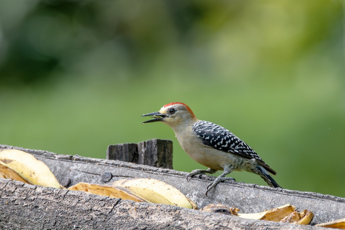 Red-crowned Woodpecker - ML622969819