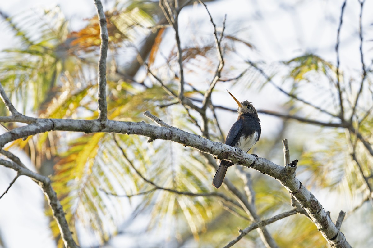 Brown Jacamar - ML622969929