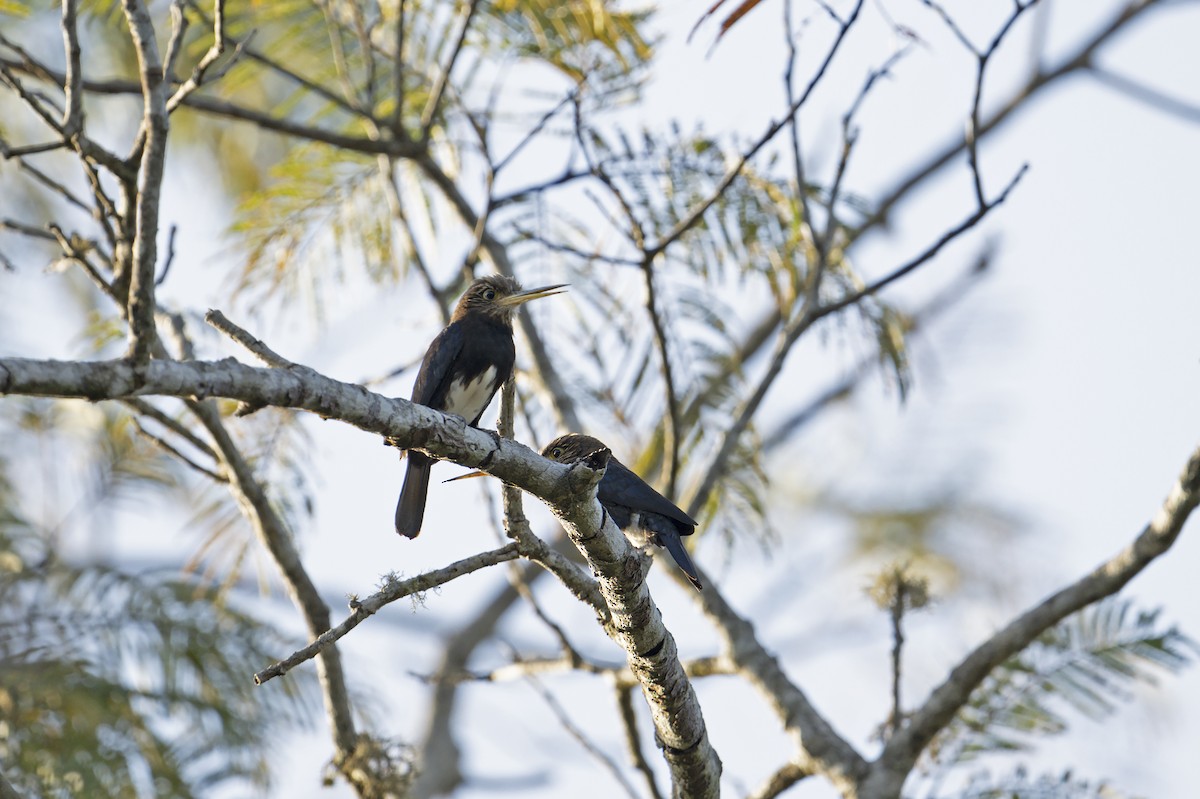 Brown Jacamar - ML622969930