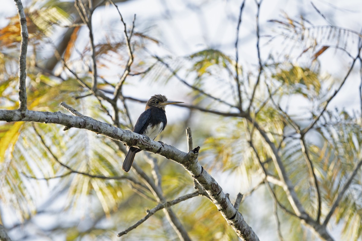 Brown Jacamar - ML622969931