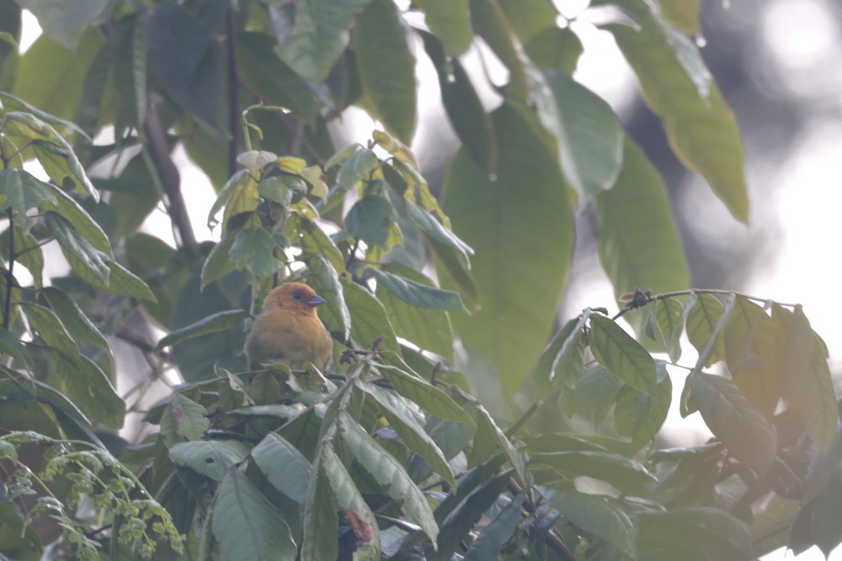 Ochre-breasted Brushfinch - ML622969939