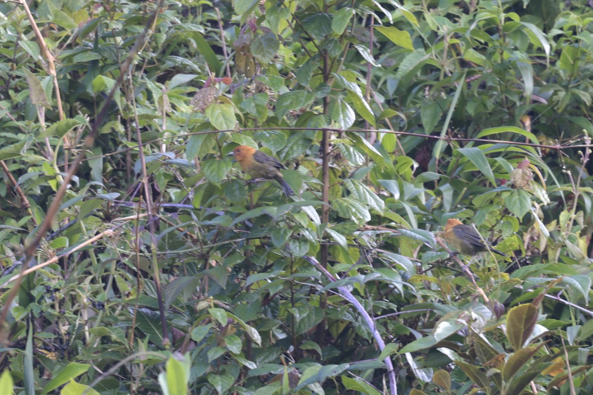 Ochre-breasted Brushfinch - Daniel Branch