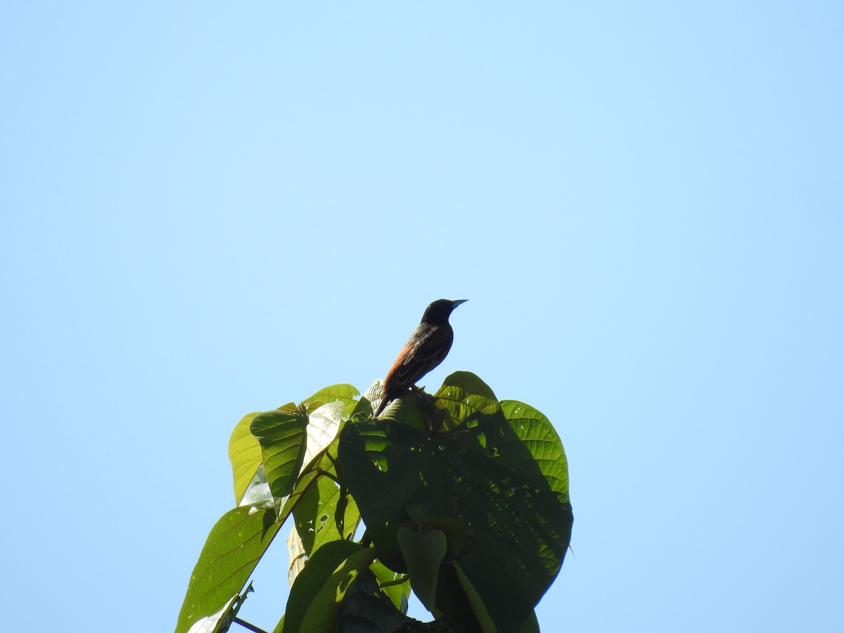 Orchard Oriole - ML622969949