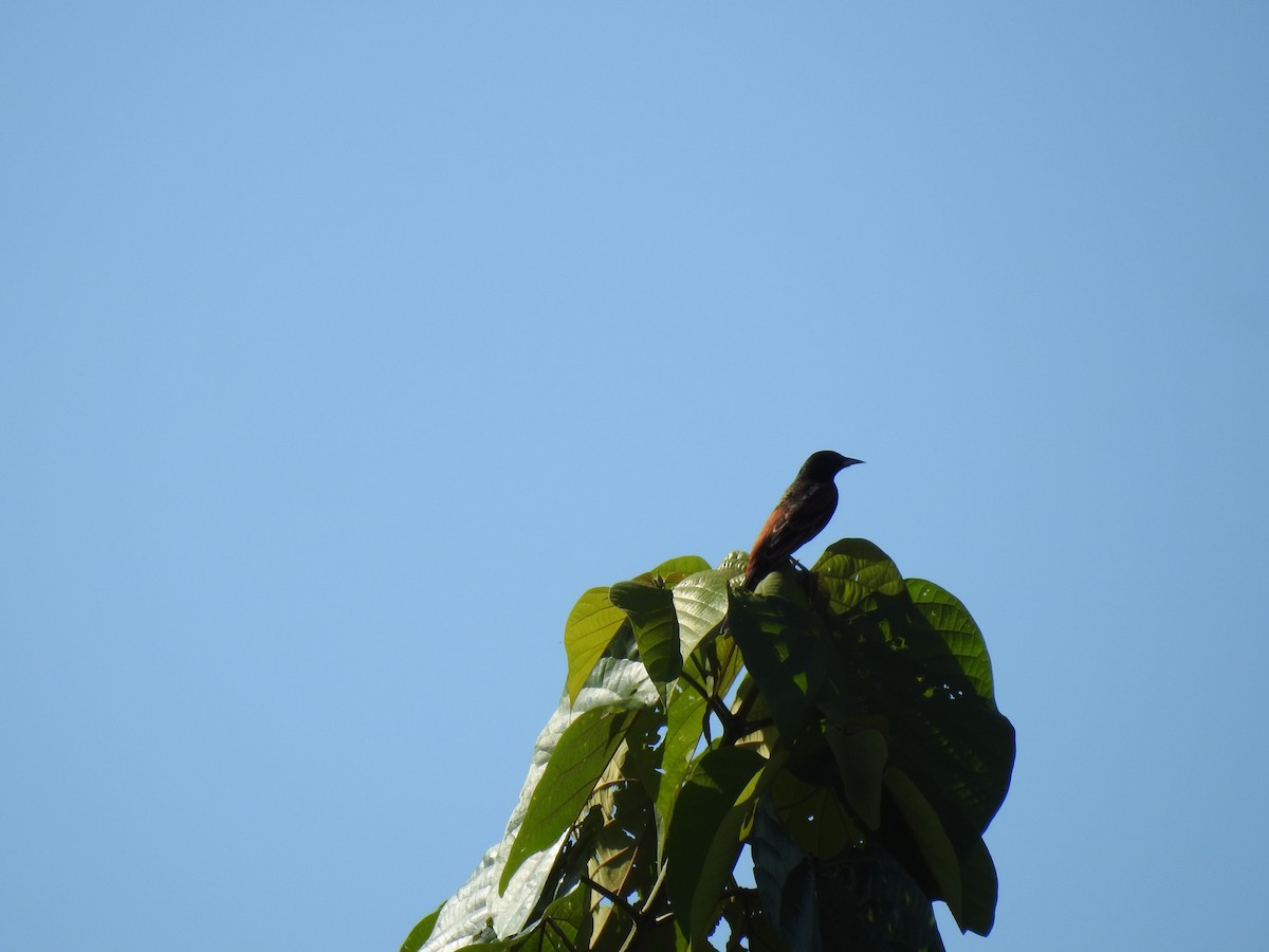 Orchard Oriole - ML622969950