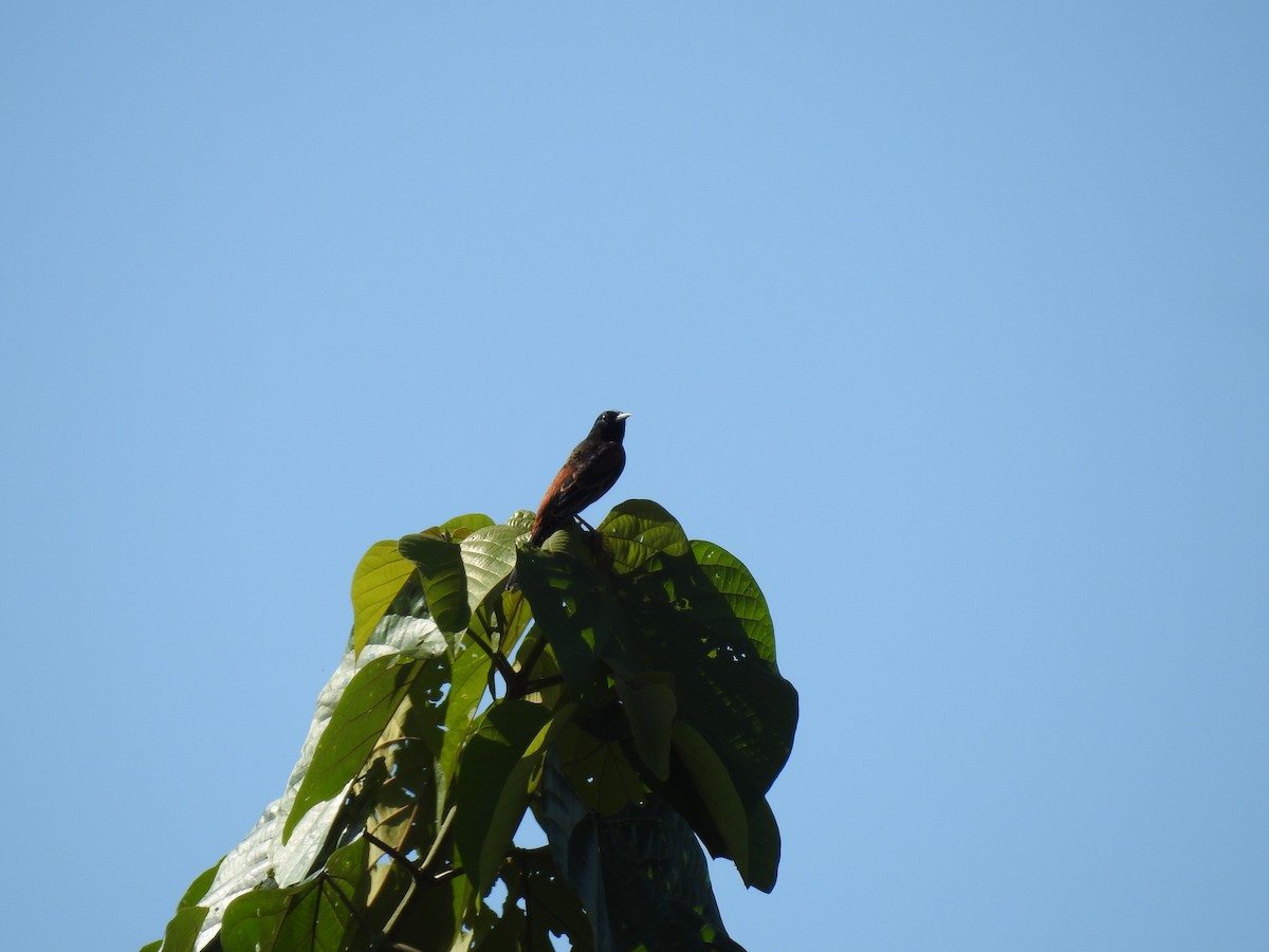 Orchard Oriole - ML622969952