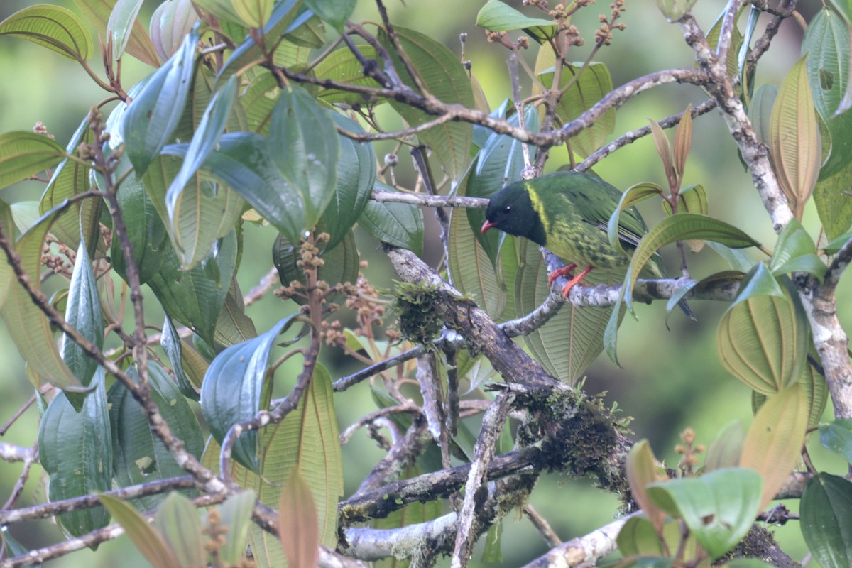 Green-and-black Fruiteater (Green-and-black) - ML622969968