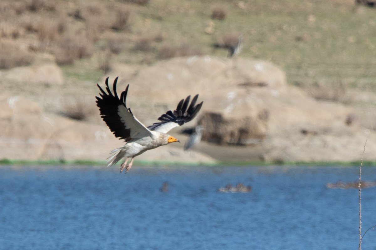 Egyptian Vulture - Miguel Rodríguez Esteban