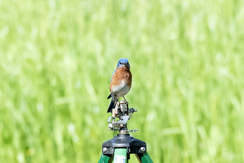 Eastern Bluebird - ML622970026