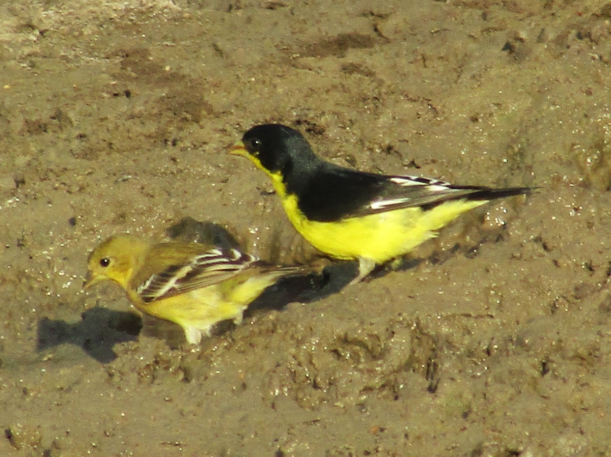 Lesser Goldfinch - ML622970054